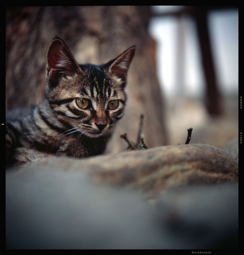 Rolleiflex 3.5F,Planar,E100G,自扫