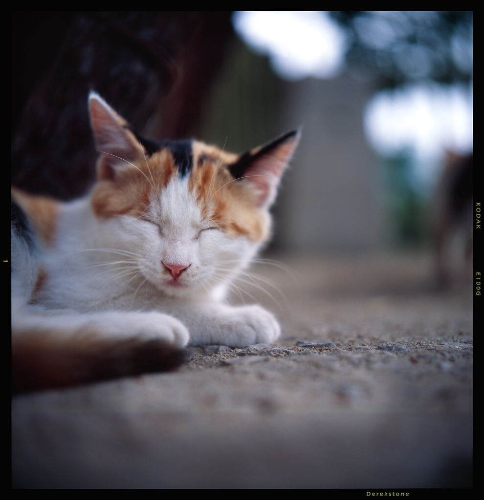 Rolleiflex 3.5F,Planar,E100G,自扫