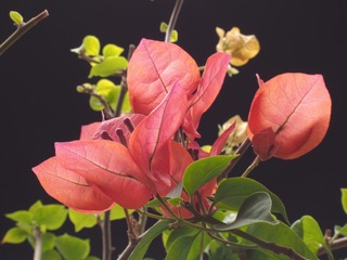 4F5EDB0F-4225-4D26-B1A4-7BC2DF138C18/L0/001