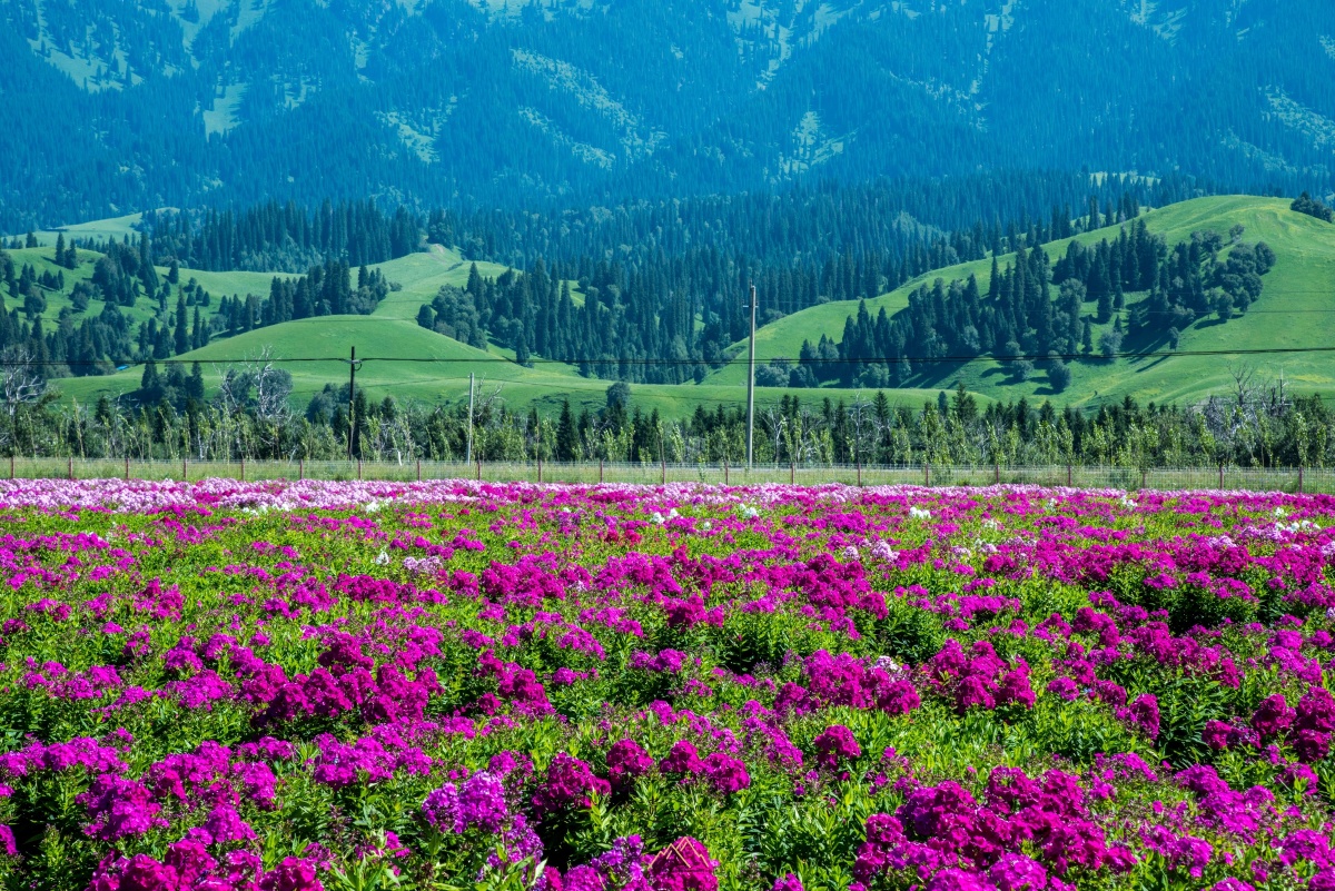 6月的新疆伊犁仿佛置身于一片花海67