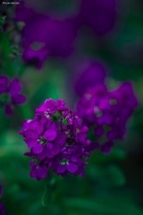 DSC051701.jpg