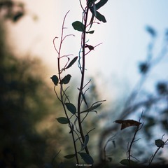 DSC052341.jpg