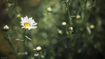 DSC077911.jpg