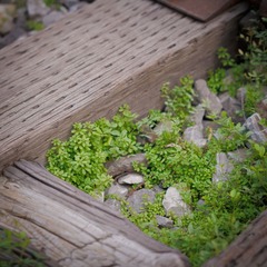 IMG_1131-12