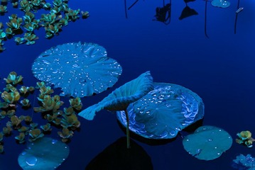_DSC0036.JPG
