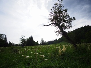 _7090496.JPG