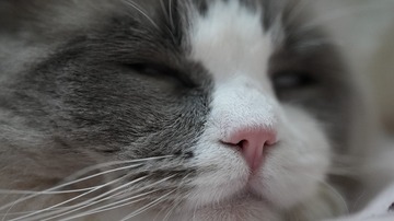 1000004807