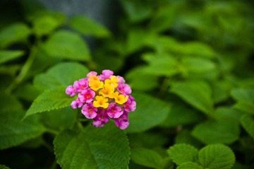 IMGP0212.jpg