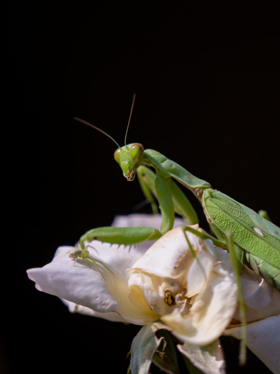 螳螂vs蜘蛛 - 光影精灵来咯 - 图虫