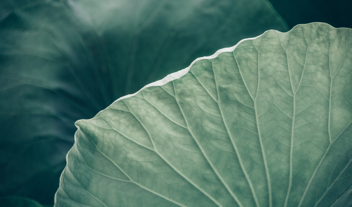 荷叶纹理