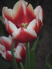 79859DD1-0BDF-4338-9662-EB4A8A76E3AA/L0/001