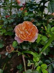 07CB8A66-94C1-4B04-AD1D-D3CFF35F2418/L0/001