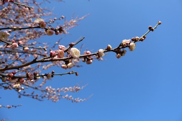 EA460BD7-F0D1-463C-B683-27A27CF21D9A/L0/001