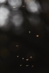 _MG_7216-Pano
