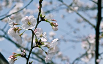 IMG_8411.jpg