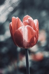 1F74C412-7384-4390-A53C-7B6D1569F578/L0/001