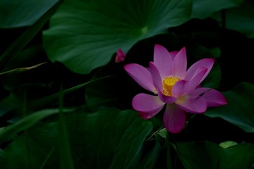 DSC_0486_