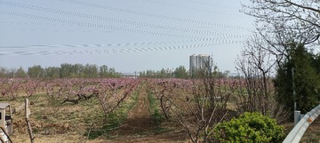 IMG20250409094616