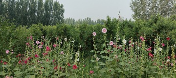 IMG20250614072958
