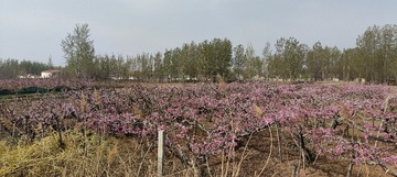 IMG20250409100641