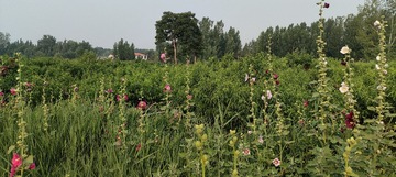 IMG20250614072856