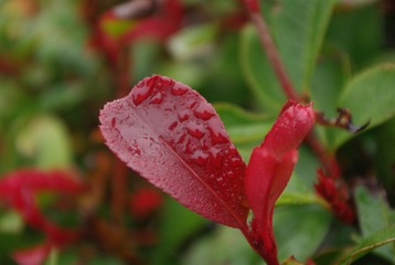 IMGP5468.JPG