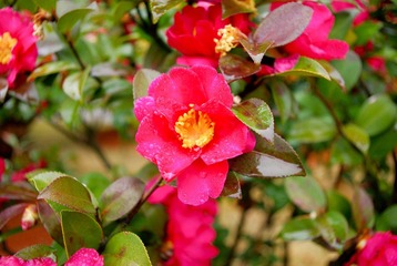 IMGP5461.jpg