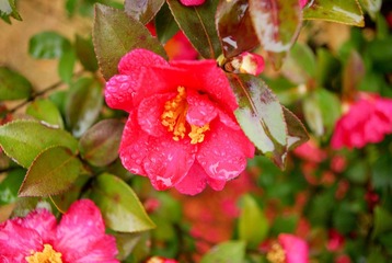 IMGP5463.jpg