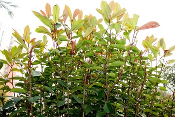 IMGP5550.jpg