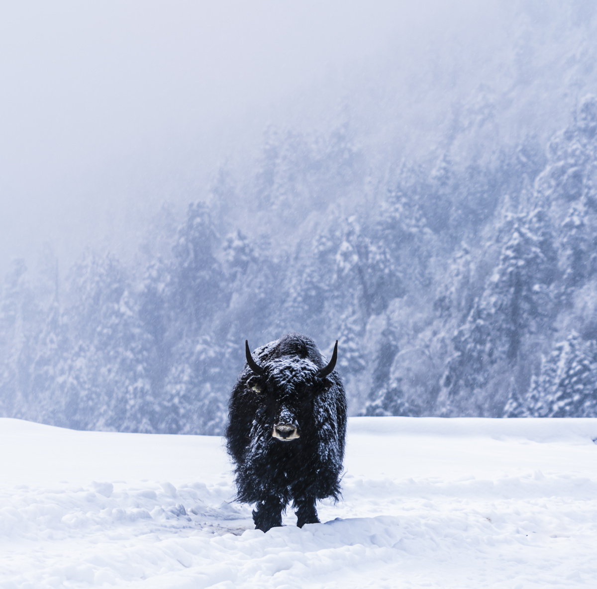 贡嘎雪山,环线上的牦牛 - 荆棘海山 - 图虫