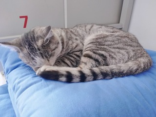 7627