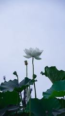 1000036262