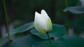 1000036273