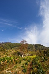 秋天是枫叶的季节，这里枫树不多，这一颗非常高大挺拔， 屹立在山腰。