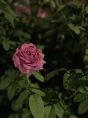 E0111AE1-F393-43E7-B989-9D1B8136DC0D/L0/001