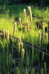 IMG_4407.JPG