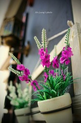 LYM_0537.JPG