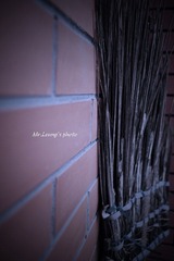 LYM_0885.JPG