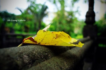 LYM_1610.JPG
