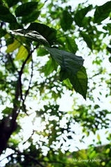 LYM_1785.JPG