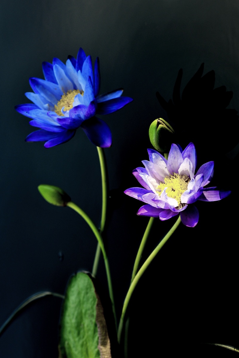 婀娜多姿 池塘里的两朵同一种颜色的莲花,一朵在阳光里,一朵在阴影里