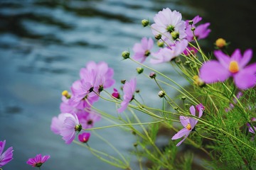 格桑花1