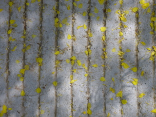 1000030621