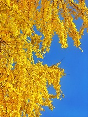 1000056090