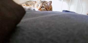516