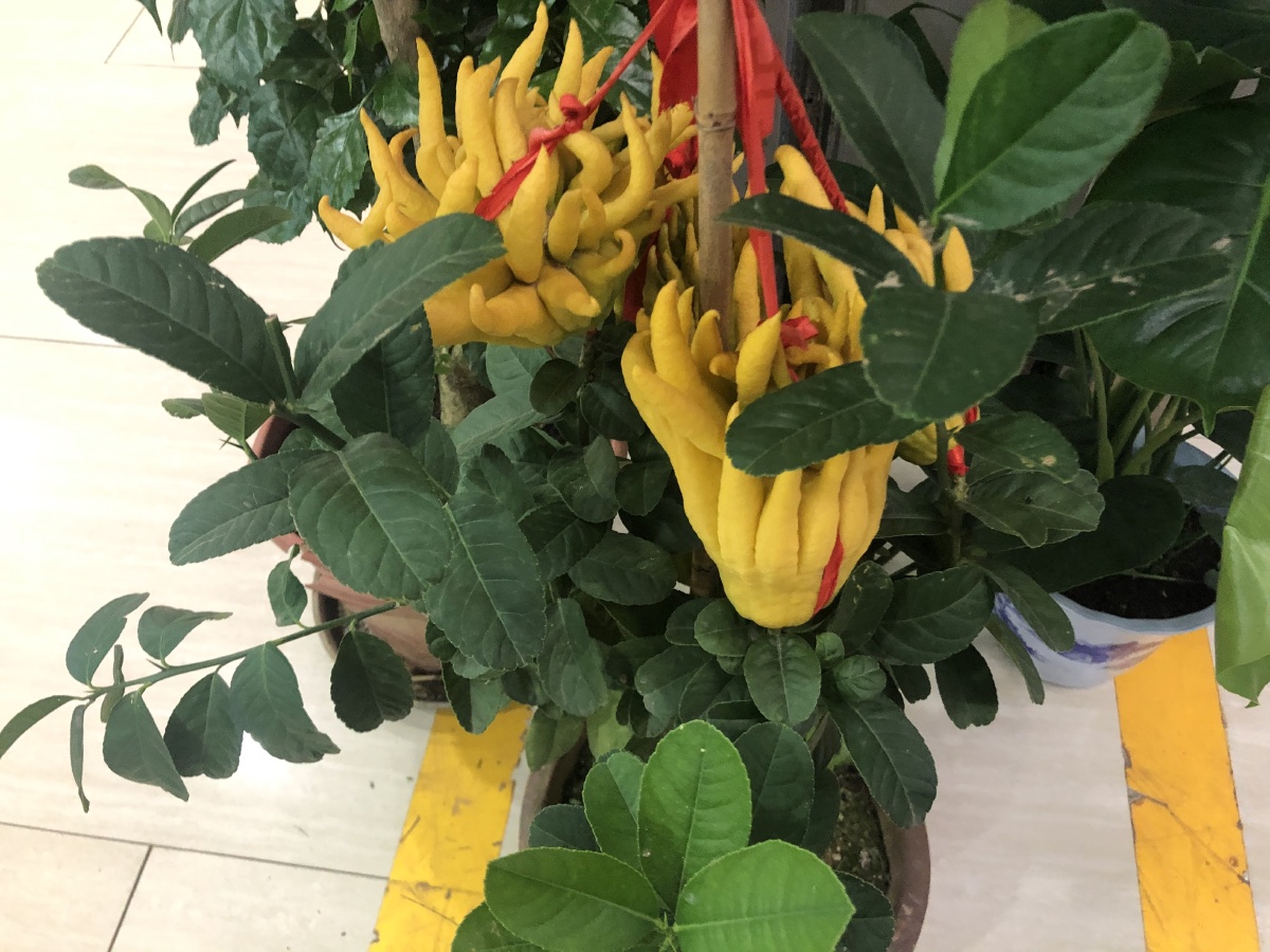 一组柠檬果佛手