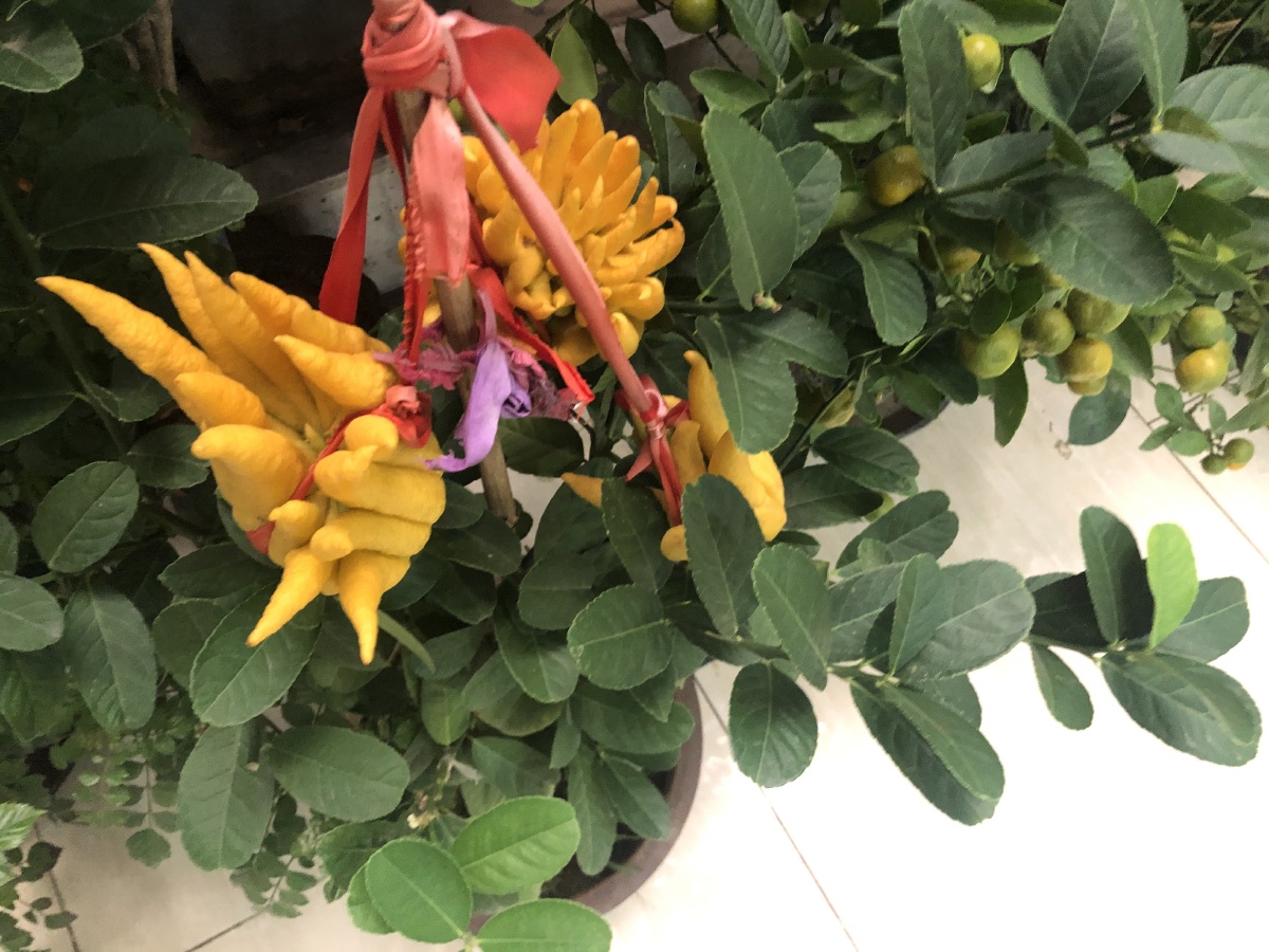 一组柠檬果佛手