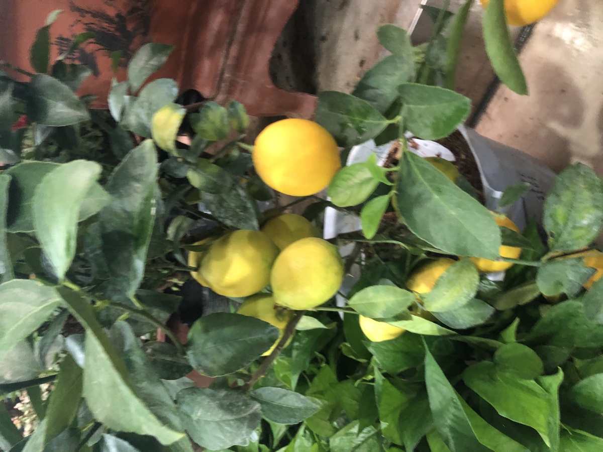 一组柠檬果佛手