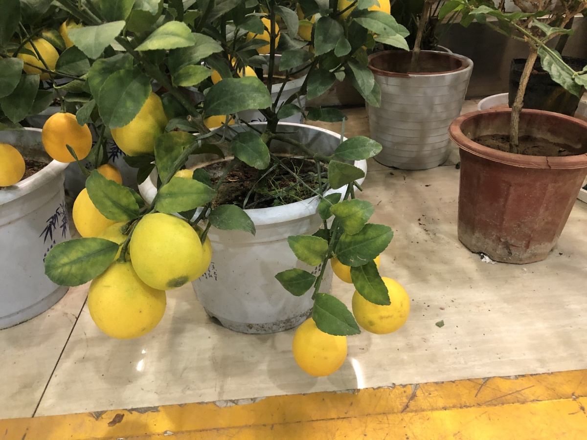 一组柠檬果佛手