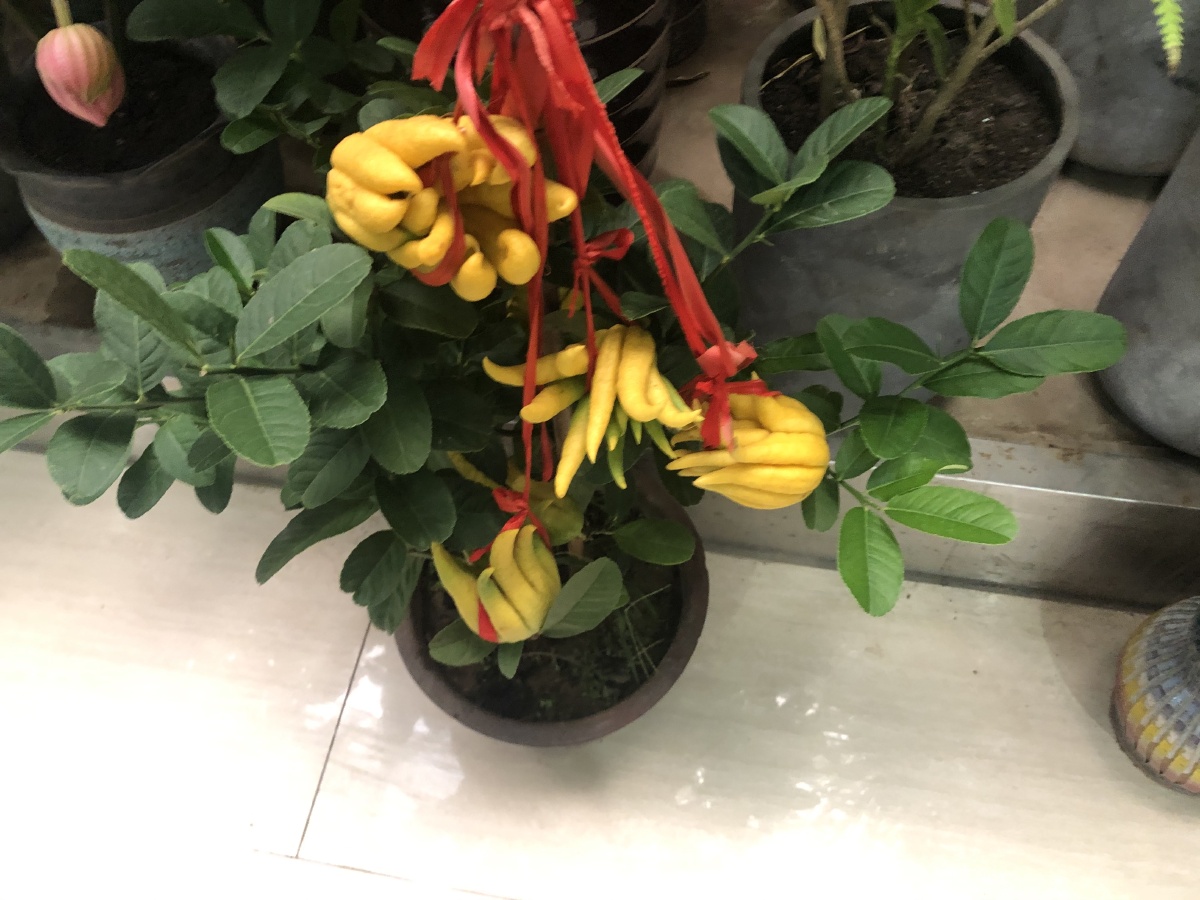一组柠檬果佛手